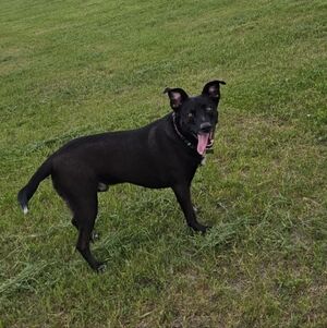 Meet your Posher, Lex